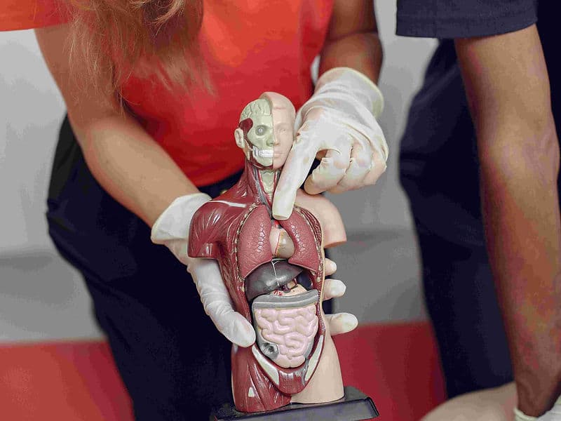 Thoracoabdominal Aneurysm Repair